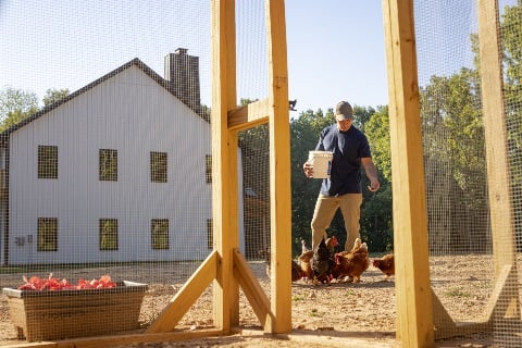 Man feeding chickens with a white barndominium home in the background