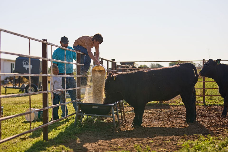 A child bends over a tall fence to pour cattle feed into a trough while a man and child watch.