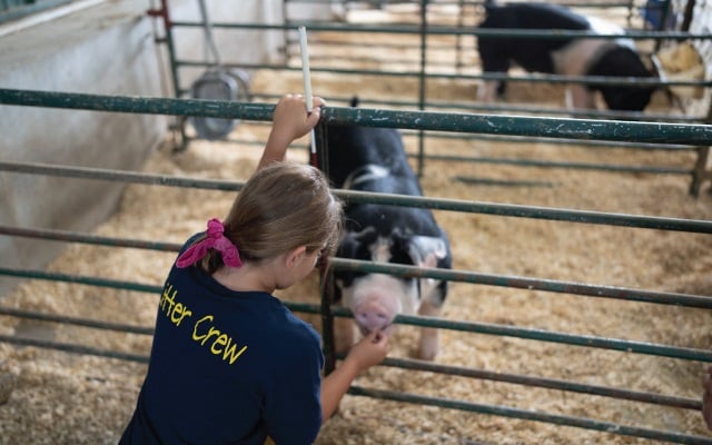 A young girl feeding a pig.