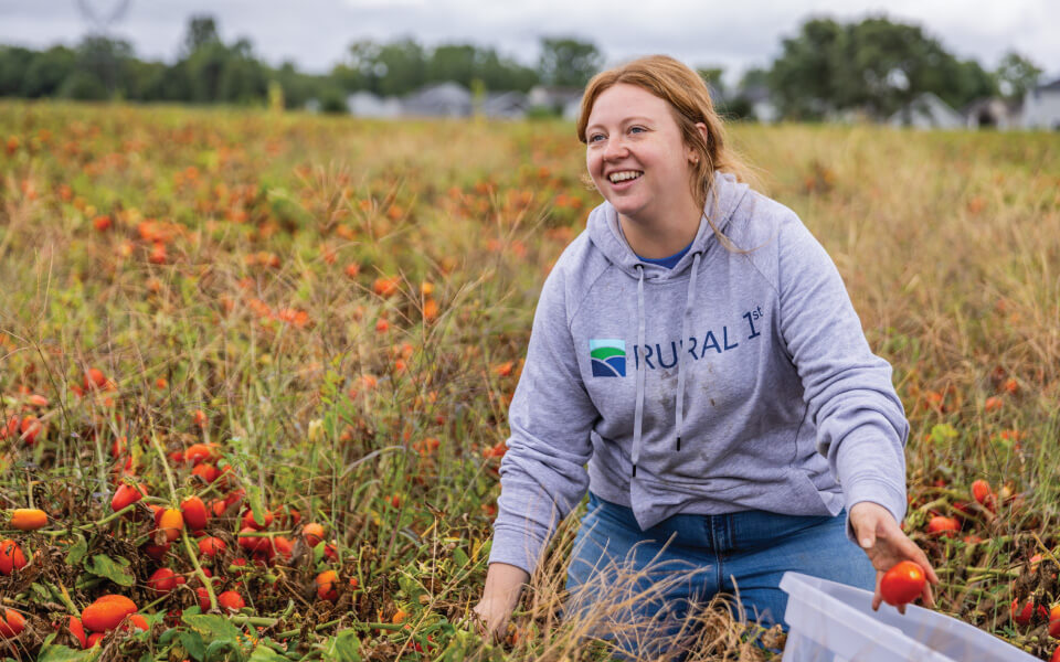 Farms-to-Food-Banks Rural 1st employee gleaning tomatoes in a field.
