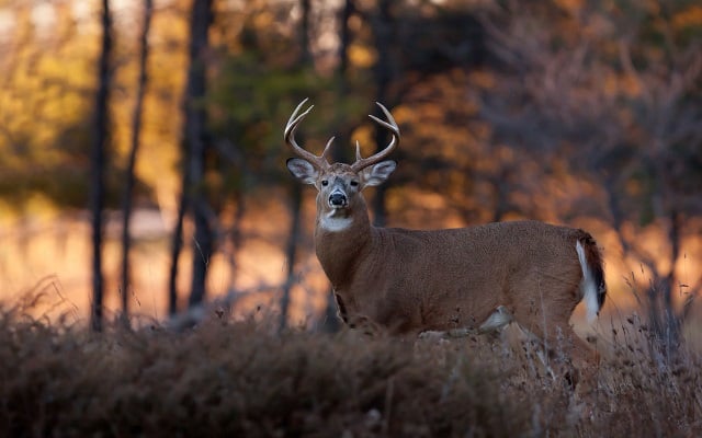 A buck deer in the woods, facing the viewer